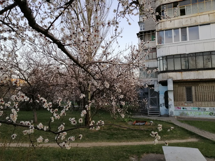 Абрикос