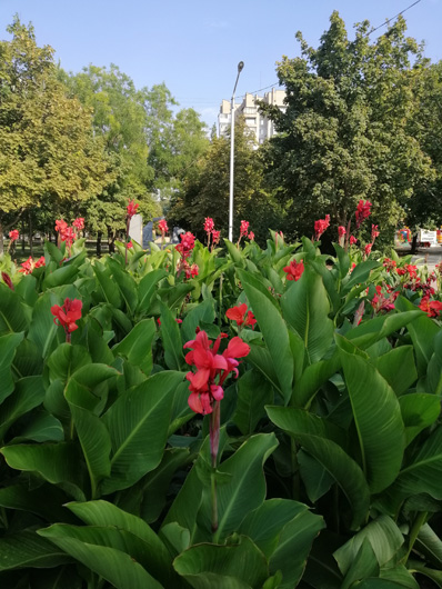 Клумба