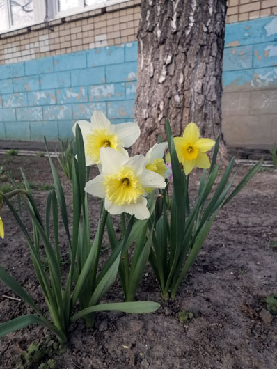 Нарциссы